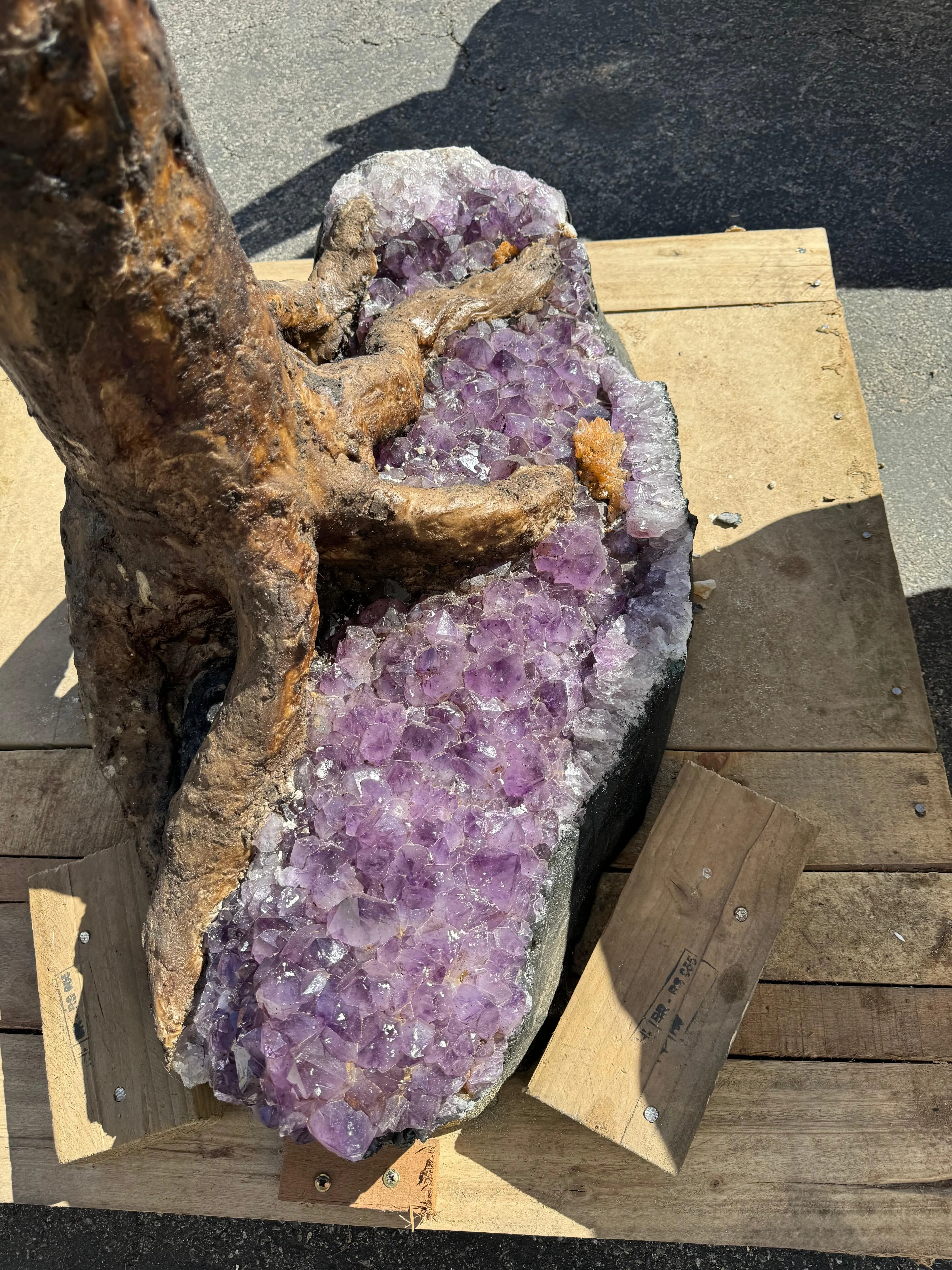 Citrine Gemstone Tree on Amethyst Geode Bass from Brazil - 65