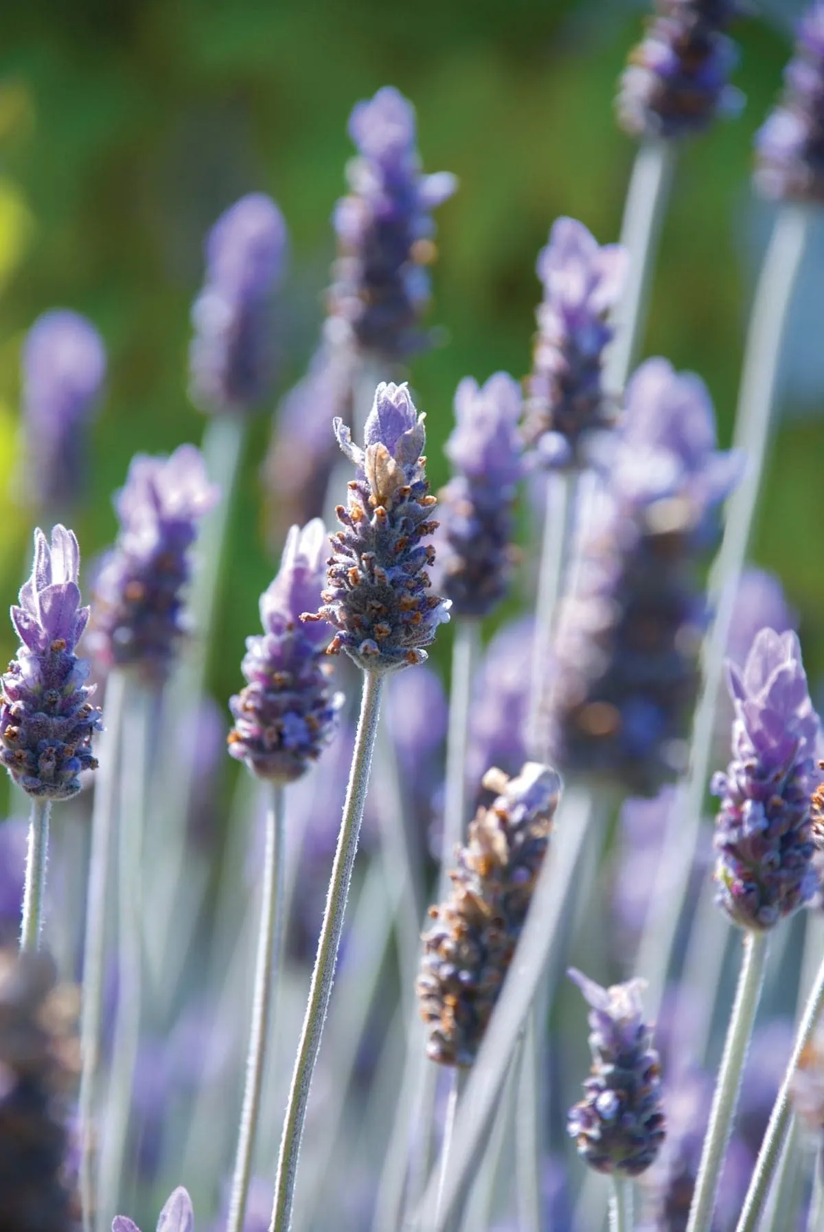 Lavender Body Mist Bundle