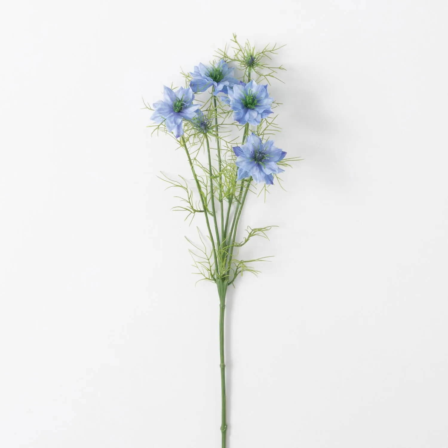 Love-In-A-Mist Stem