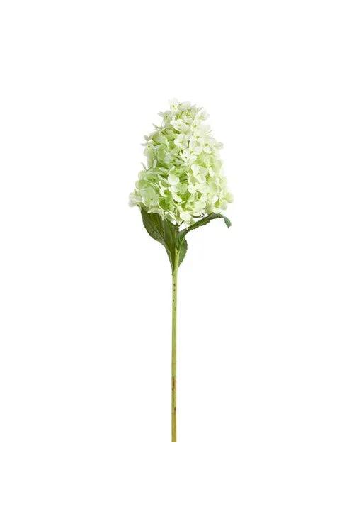 Tall Green Hydrangea Stem